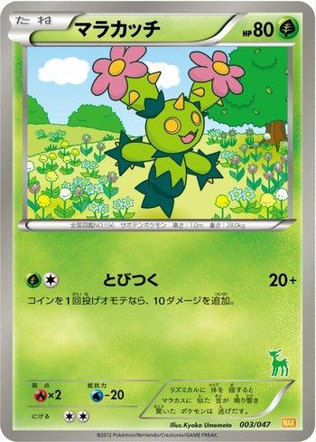Maractus (003/047)